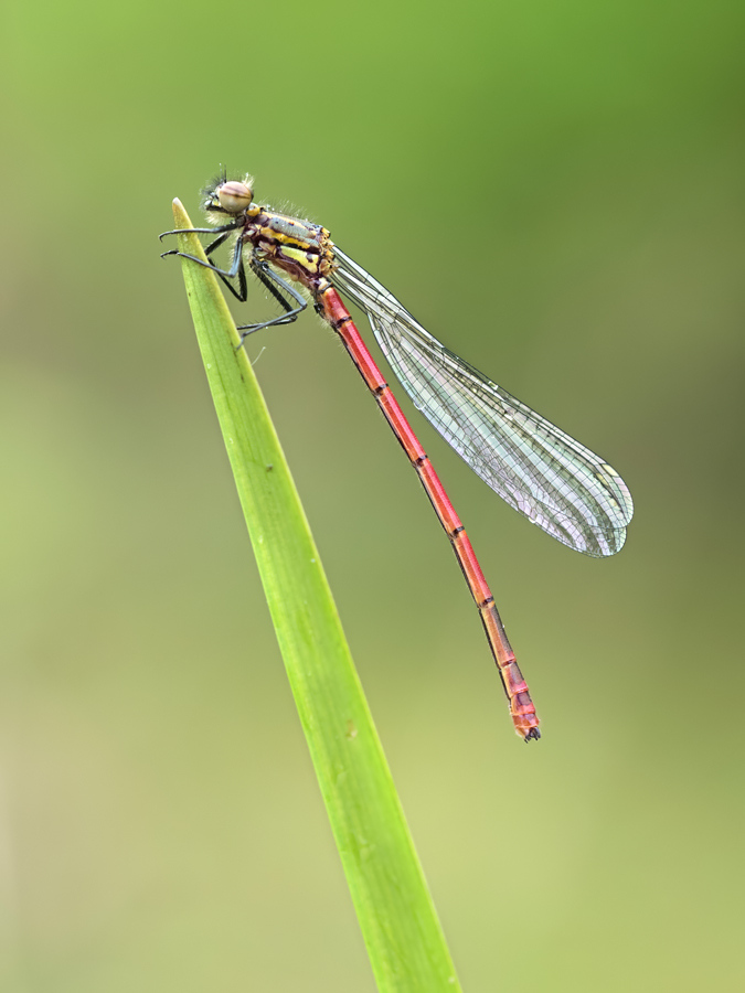 Large Red Damselfly 1